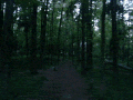 迷幻 森林 黑暗的 树 快速前进