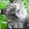 别逼逼 猫头鹰 恶搞 不开心