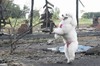 狗狗 站立 伸舌头 绿树