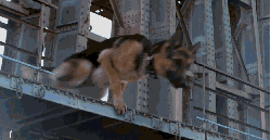 一条狗的使命 动物 救人 河水 狗 电影