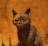 猫咪 大眼睛 捂嘴 萌宠