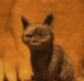猫咪 大眼睛 捂嘴 萌宠