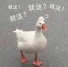 萌宠 大鹅 我都看傻了 无语 惊讶 呆萌 可爱