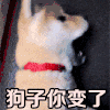 狗子你变了 狗子 狗狗 二哈 搞笑