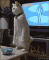 猫咪 可爱 摇晃 后退