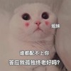 萌宠 猫星人 谁都配不上你 答应我孤独终老好吗 搞怪 逗