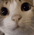 猫咪 可爱 萌宠 红唇