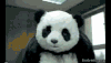 熊猫 panda