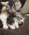 猫咪 舔毛 洗澡 有爱