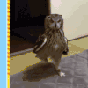 猫头鹰 可爱 搞笑