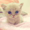 猫咪 大眼睛  趴着 猫胡子