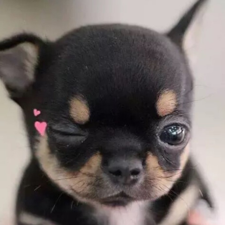 狗狗 头像 汪星人 可爱 萌