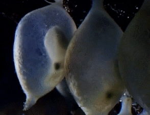 宝贝 生物 cuttlefishi