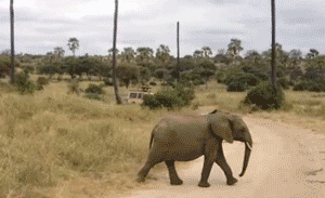 大象 跟不上 麻麻 快跑 小短腿