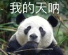 萌宠 熊猫 我的天呐 吃惊 呆萌 可爱