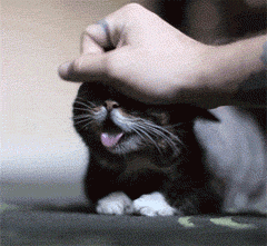 猫咪 萌宠 可爱 喵星人