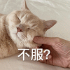 猫咪 不服 捏脸 soogif soogif出品