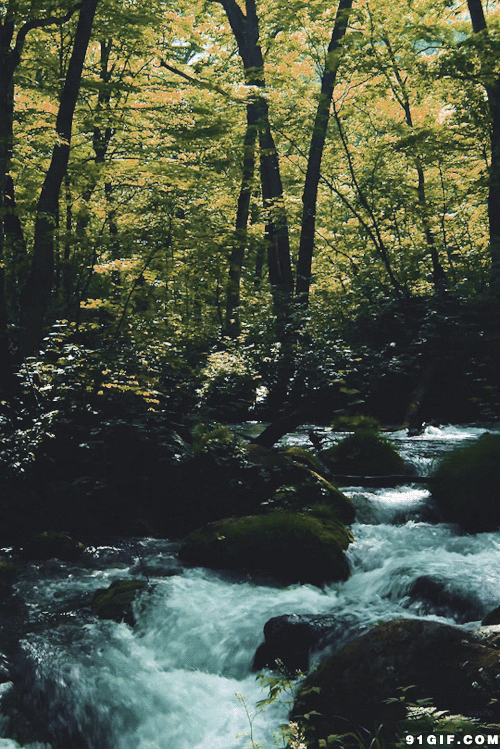 森林 美丽 安静 漂亮
