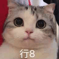 萌宠 猫咪 猫 喵星人 可爱 行8