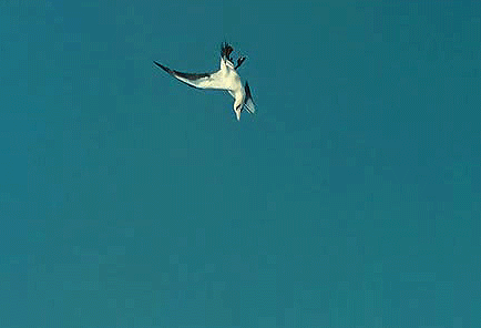 海鸥 捕食 俯冲 蓝天 攻击 自然 ocean nature