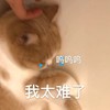 萌宠 喵星人 呜呜呜 我太难了 委屈 憨憨