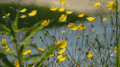 初春 植物 纪录片 美丽的贝加尔湖 风景 黄花