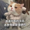 萌宠 猫星人 源源不断的冷风 连表情都是僵硬的 搞怪 逗