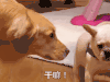 萌主来了 干嘛 萌宠