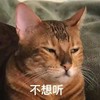 萌宠 猫星人 不想听 生气 呆萌 可爱