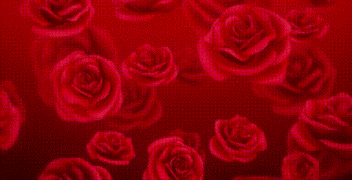 玫瑰花 红色 浪漫 情人节
