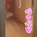 暗中观察 猫 可爱
