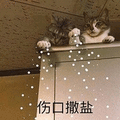 猫 伤口撒盐