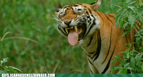 热的  老虎 动物 伸出来的舌头
