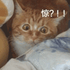 沙雕猫 猫咪 猫 可爱猫 猫表情包 猫咪表情包 小猫