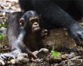 宝贝 猴子 黑猩猩
