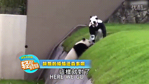 熊猫 可爱 国宝 萌宠