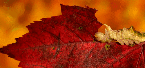 BBC壮美无边 吃树叶 纪录片 虫类 枯叶虫