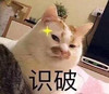 萌宠 猫星人 识破 看透一切 呆萌 可爱