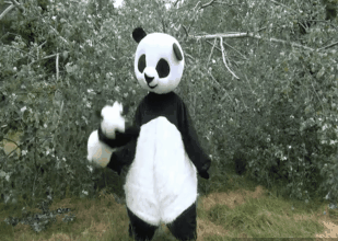 熊猫 得瑟 跳舞 开心