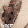 躲起来 猫咪 猫咪 可爱 萌宠