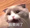 萌宠 喵星人 我要闹了 难受 搞怪 逗