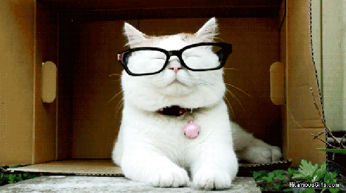 小猫 眼镜 爪子 可爱