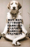 狗狗 坐着 可爱 莫生气 莫生气 不气不气真不气