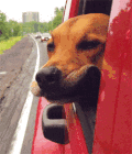 狗狗 坐车 兜风 红色