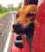 狗狗 坐车 兜风 红色