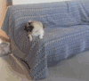 萌宠 猫咪 沙发 打架