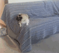 萌宠 猫咪 沙发 打架