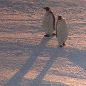 企鹅 走路 摇摆 呆萌 可爱