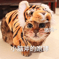 萌宠 猫咪 猫 喵星人 小脑斧的咆哮 老虎 萌