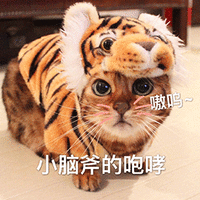 萌宠 猫咪 猫 喵星人 小脑斧的咆哮 老虎 萌